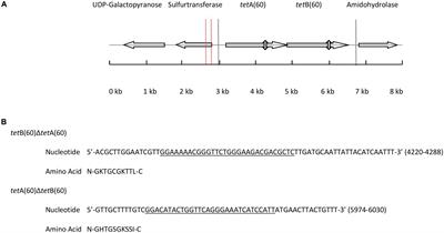 Eﬄux in the Oral Metagenome: The Discovery of a Novel Tetracycline and Tigecycline ABC Transporter